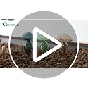 Mushroom Plant Watering Globes 3PCS Plant Watering Devices Glass - view 7