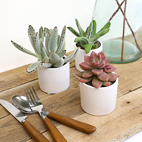 Live Succulents in White Planter Pots (3 PK), Live Succulent Plants Live Plants in Succule & Costa Farms Aloe Vera, Live Succulent Plant, Easy Care Indoor Houseplant in Modern Décor Planter - view 3