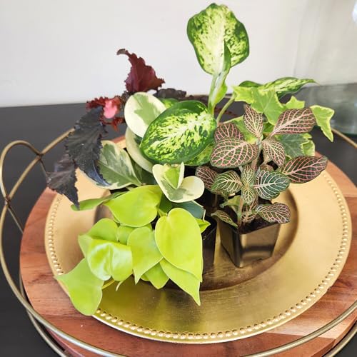 Easy to Grow Houseplants (12 Pack) Live House Plants in Plant Containers, Growers Choice Plant Set in Planters with Potting Soil Mix, Home Décor Planting Kit or Outdoor Garden Gifts - view 3