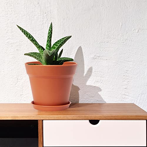 6 Pack 7 inch Plastic Plant Pots with Drainage Holes and Tray, Terracotta - view 5