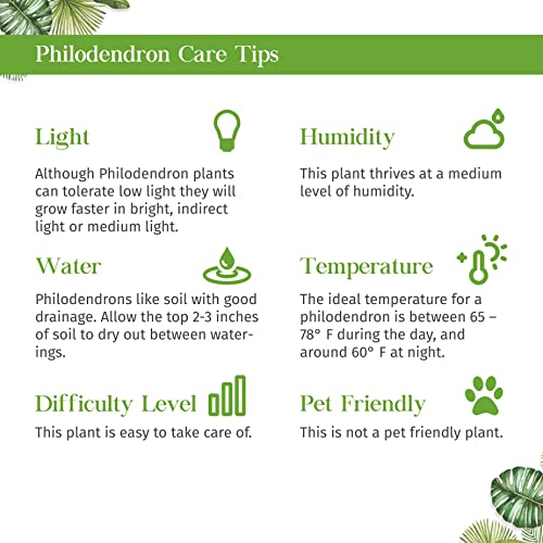 Philodendron Prince of Orange Live Plant | Houseplants in 4'' & 6'' Pot - view 6