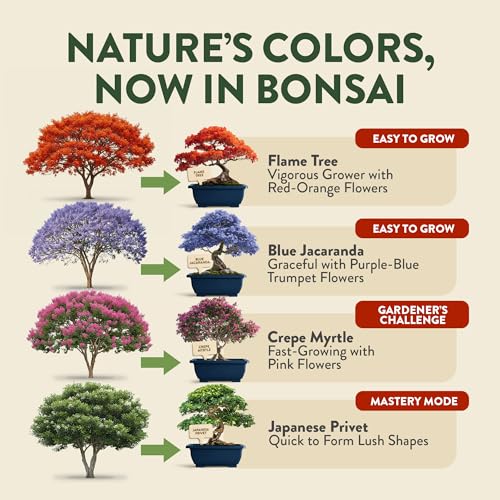 Premium 4 Varieties & 6 Bonsai Tree Starter & 4 Bonsai Tree Starter & Gold Yarrow 1,600 Seeds Kit - view 7
