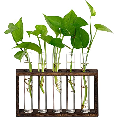 5Test Tube Plant Propagation Station Plant Terrarium Wooden Stand