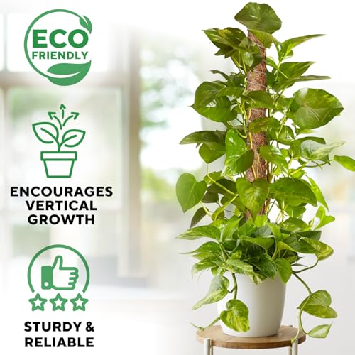 Premium Moss Pole for Plants 4-Pack - 48 Inch Sturdy Plant Support Stakes - 16.5" Extendable Poles for Monstera & Climbing Plants - 100% Natural Sticks - Complete Kit w/Ties, Hook & Loop Tape & Rope - view 2