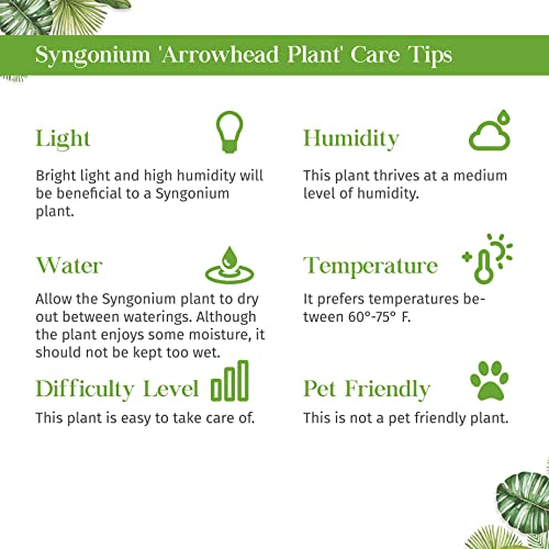 Syngonium Merry Live Plant for Indoor | Houseplants in 4'' & 6'' Pot - view 5