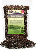 Premium Thai Constellation Monstera Potting Mix - Expertly Crafted for Healthy Growth - 1 Quart