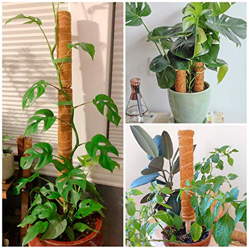 Coir Totem Pole for Climbing Plants, 2 Pcs 12'' Coir Moss Totem Stick - view 6