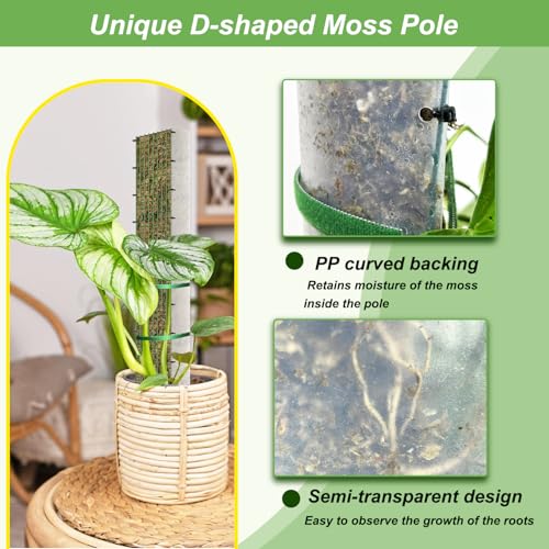 60"/40"/24" Metal Moss Pole, D Shape Sphagnum Moss Pole, Moss Poles for Climbing Plants, Monstera, Indoor Climbing Plants (2 Each of 40" 24") - view 3