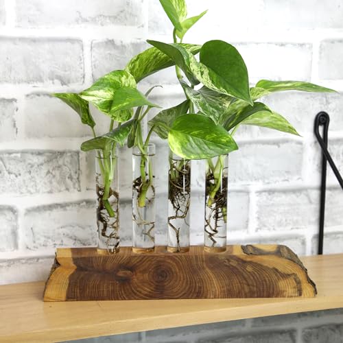 Pothos & Philodendron 6PK, Easy Plant Care, 2 in. Pots, Small House Plants - view 7