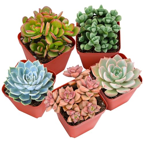 30 Live Succulent Plants, 6 Assorted Varieties of Real Succulents Potted in 2" Starter Pot with Soil Mix, Rare Small Indoor House Plants for Home Garden Wedding Decor Party Favor
