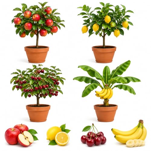 Dwarf Bonsai Fruit Tree Seeds for Planting – 100 Seeds – Apple, Lemon, Cherry & Banana Seed Bundle – 30 Apple, 30 Lemon, 30 Cherry & 10 Banana Seeds – Grow Your Own Fruit Plants