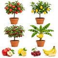 Dwarf Bonsai Fruit Tree Seeds for Planting – 100 Seeds – Apple, Lemon, Cherry & Banana Seed Bundle – 30 Apple, 30 Lemon, 30 Cherry & 10 Banana Seeds – Grow Your Own Fruit Plants