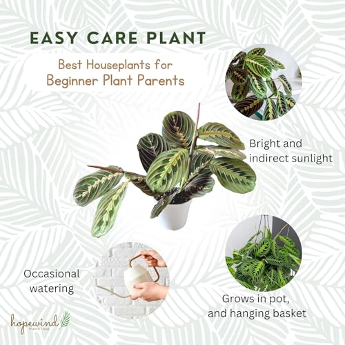 Red Prayer Plant, Red Maranta, Gorgeous Live Indoor Plant, Easy to Care and Rare Variety 4 inch Pot - view 6