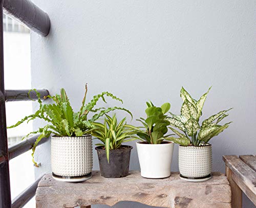 Beaded Ceramic Planter Pots, 4/6 in, Smoked White, 27-D-U-1 - view 5