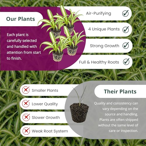 Spider Plant Variety Pack 4 Live Plants Ocean Hawaiian Green Bonnie - view 5