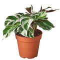 Calathea White Fusion Live Plant for Indoor | Houseplants in 4'' & 6'' Pot