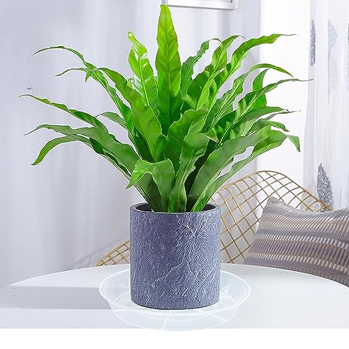 6 Pack 6 inch Plant Saucer Drip Tray, 4 5 6 8 9 10 12 14 16 18 inch, Heavy Sturdy Plastic Planter Flower Pot Saucers for Indoor Outdoor Garden, Plant Water Drip Trays for pots Base (6", Clear) - view 6