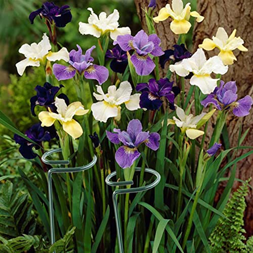 12 Pack 36 inch Plant Support Stakes,Single Stem Plant Support Stake Single Plant Stem Garden Flower Support Stake Steel Plant Cage Support Ring for Orchid Gladiolus Iris Dahlia Amaryllis Rose Lily - view 5