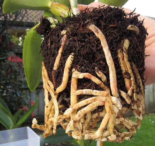 Fern Wood New Zealand Soft Orchid Substrate 40 Liter Bag - view 4