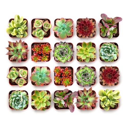 Spring Beauties Bulk Succulent Plant Pack – Live Mini Succulent Plants, Bright Colorful Mix, Easy Care Houseplants – Gardening, Terrariums, Gifts & Party Favors, 2" Pots - view 2