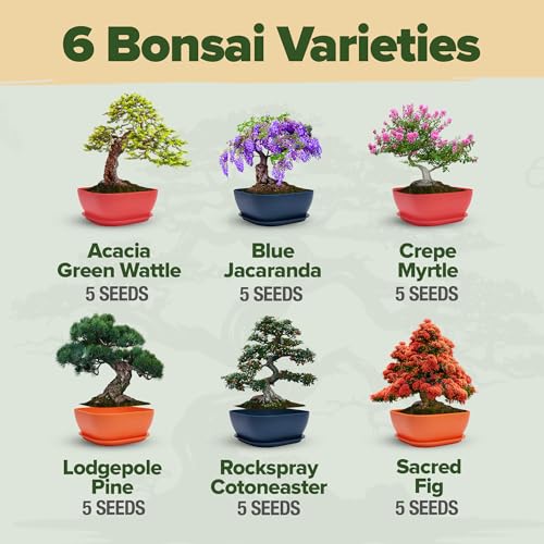 Premium 4 Varieties & 6 Bonsai Tree Starter & 4 Bonsai Tree Starter & Gold Yarrow 1,600 Seeds Kit - view 5