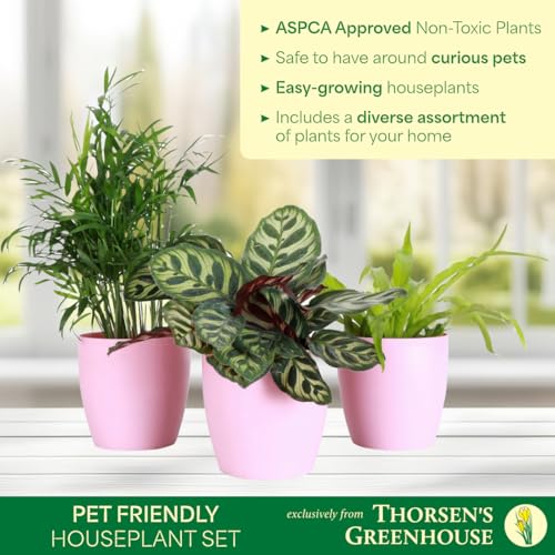 Live Pet Friendly Indoor Houseplant Bundle, 3-Pack, 4" Pots - view 4