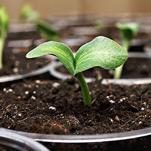 Organic & Natural Sprout Island Blend Seed Starter - Seed Germination & Root Plant Cuttings w/Composted Manure, Mycorrhizae, Worm Castings & Kelp - Enhanced Drainage (8 Qt) - view 6