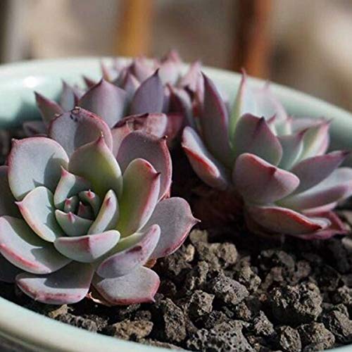 Black Horticultural Lava Rock Soil Additive for Cacti Succulents Plants No Dyes or Chemicals 100% Pure Volcanic Rock 2.2LB Top Dressing - view 6