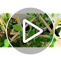 50Pcs / 18 inch Bamboo Plant Stakes for Indoor Outdoor Plants, Garden Plant Support Sticks, Poles for Tomato Vegetables Beans Trees Potted Climbing Plants(0.32''-0.4'') - view 7