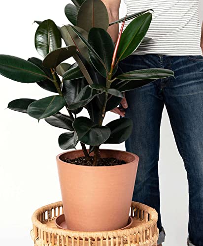 Ficus Elastica Burgundy Live Plant | Houseplants in 4'' & 6'' Pot - view 2