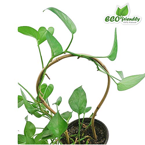 10 Pack Bamboo Hoop Trellis Circle Trellis for Potted Plants, Handmade 15 in. Bamboo Loop Stakes for Climbing Flowers and Vines - view 6