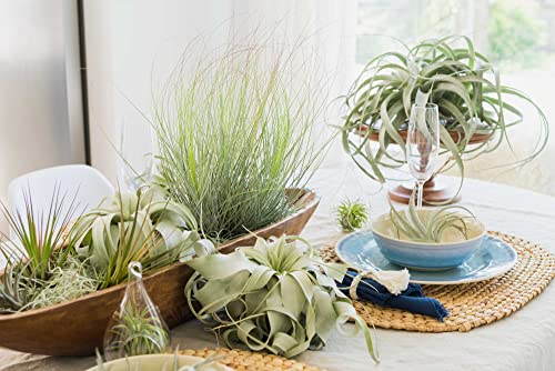 3 Pack XL Tillandsia Caput Medusae Air Plant - Live Tillandsia - Easy Care Indoor and Outdoor House Plants (Pack of 3) - view 2