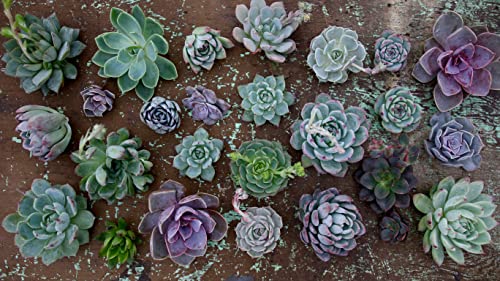 Organic Cactus Potting Soil Mix, Natural & Organic Soil for Cactus, Succulent, Palm, and Citrus Grown in containers Both Indoors and Outdoors, 4 qt, Pack of 2 - view 3