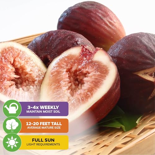 Beer's Black Fig Tree (Dwarf Habit) Live Plant - Ficus carica 'Beer's Black' - - Cold-Hardy Fig, Dwarf Fig Tree, Compact Fig Plant - Fruit Bearing Starter Tree - view 4