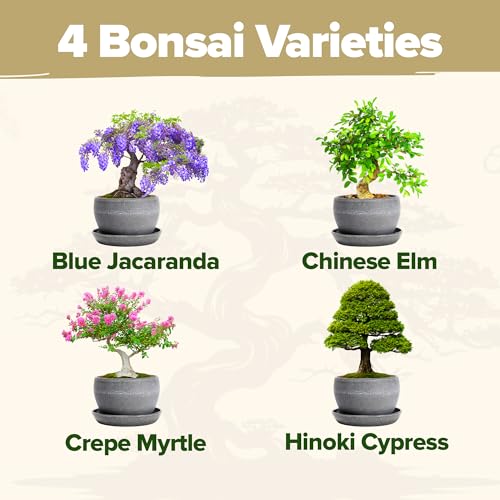 Premium 4 Varieties & 6 Bonsai Tree Starter & 4 Bonsai Tree Starter & Gold Yarrow 1,600 Seeds Kit - view 3