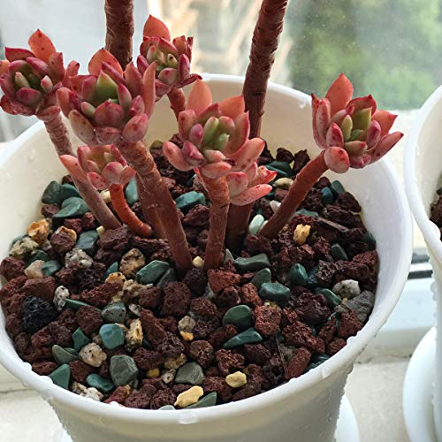 Mix Horticultural Lava Rock Pebbles Pumice Potting Soil Amendment Succulent Cactus Bonsai Gritty Rock Decorative Gravel Plant Drainage Volcanic for Terrarium Fairy Gardening Top Dressing 6lb - view 7