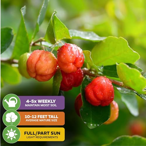 Barbados Cherry Acerola/Wild Crapemyrtle (1-Pack) - view 4