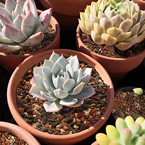 9.7lb Mix Horticultural Lava Rock Pebbles-Decorative Landscaping Gritty Rocks,Pumice Potting Soil Amendment,Additive for Succulent,Cactus Bonsai,Vase Fillers,Terrarium,Fairy Gardening,Top Dressing. - view 6