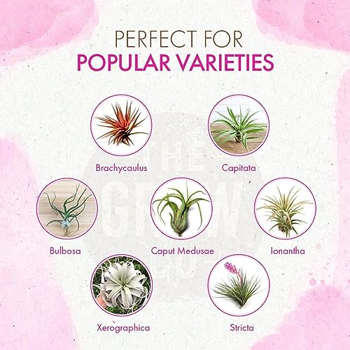 Organic Ready to Spray Air Plant Food - Fertilizer Mist for Weekly Use - Best for Live Tillandisa, Bromeliads, and Other Common Air Plants (8 oz) - view 3