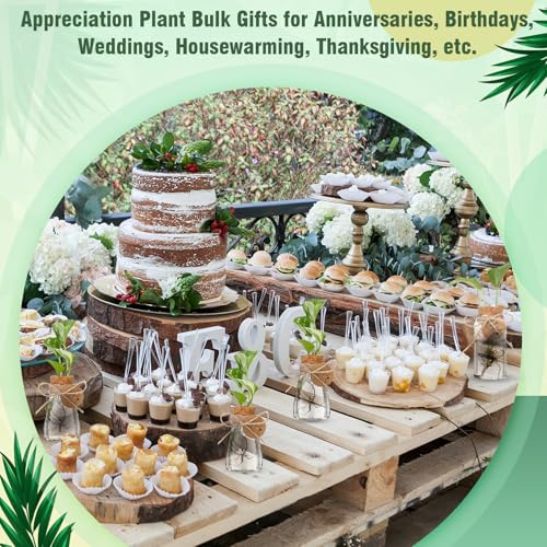 24 Pack 3.35'' Plastic Plant Propagation Stations with Hole Lid - view 6