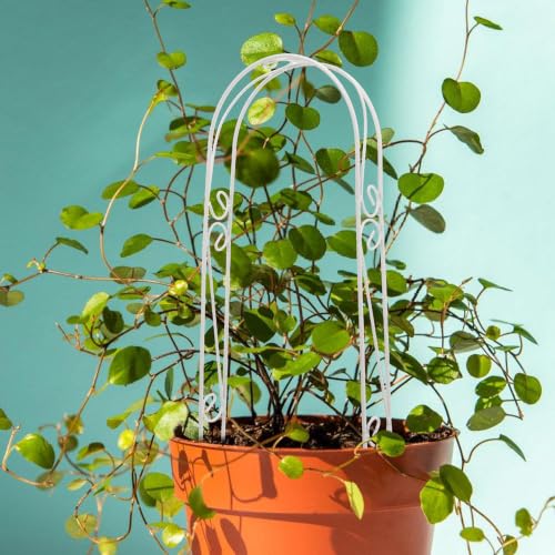 White Iron Plant Support Arch for Indoor Climbing Plants and Vines - view 4