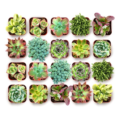 Spring Beauties Bulk Succulent Plant Pack – Live Mini Succulent Plants, Bright Colorful Mix, Easy Care Houseplants – Gardening, Terrariums, Gifts & Party Favors, 2" Pots
