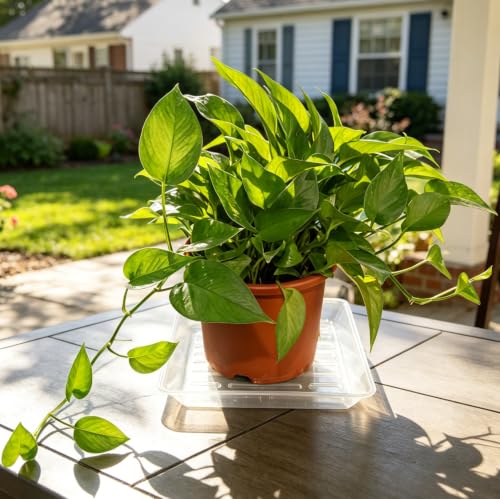 2 Pack 12 Inch Square Plant Saucer Heavy Duty, Plastic Drip Tray for Garden & Bird Bath Bowl, Clear - view 4