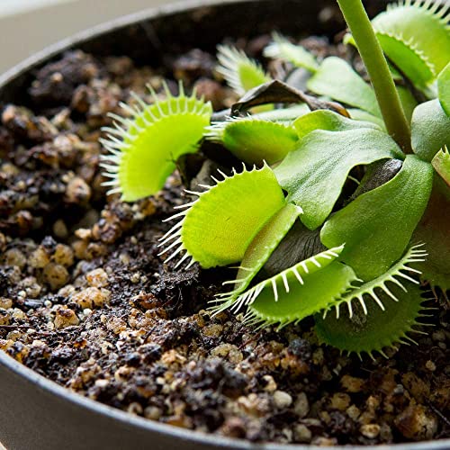 Carnivorous Plant Soil, 4 qt, Venus Fly Trap Potting Mix - view 6