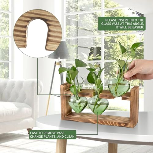 Plant Terrarium Propagation Stations Hydroponics - view 2
