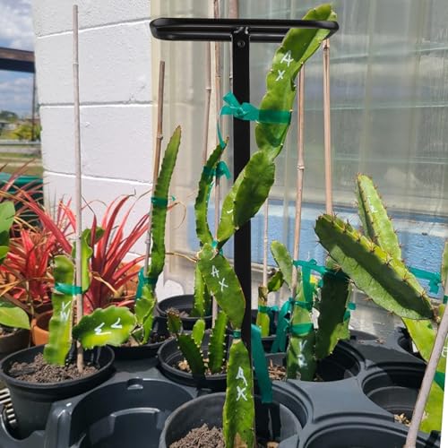 2PCS 50" Metal Dragon Fruit Trellis,Durable Vertical Garden Support - view 6