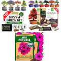 Premium 4 Varieties & 6 Bonsai Tree Starter & 4 Bonsai Tree Starter & Gold Yarrow 1,600 Seeds Kit