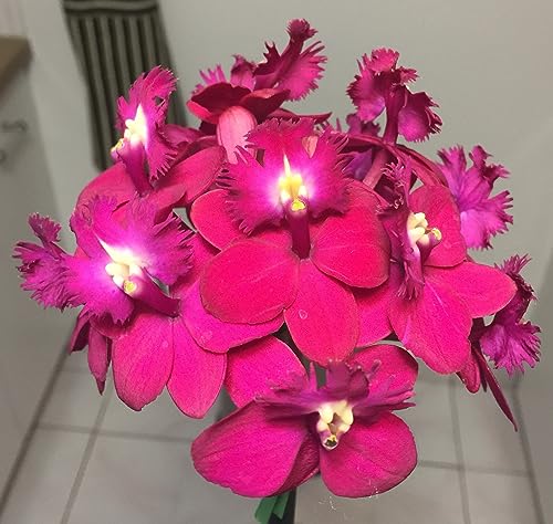 Orchiata Pine Bark for Orchids, Aroids and Tropicals - Power Grade (Medium Nuggets 9-12mm 3/8”-1/2”) - 1 Gallon - view 5