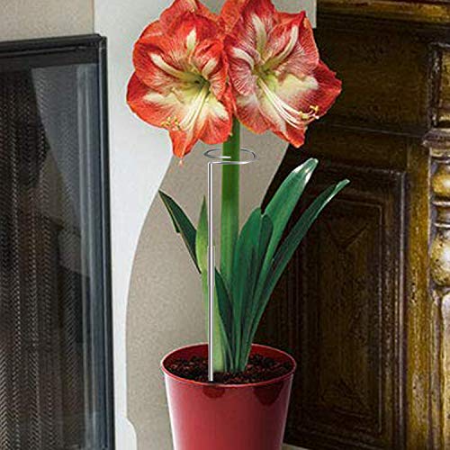 30 Inch Or 16 InchPlant Stakes for Flowers - 5 Pack, Adjustable Height - view 3