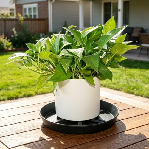 Plant Saucer 8 Inch 4 Pack Round, Sturdy Thick Plastic with Elevated Core, Better Drainage Water Catcher Tray for Flower Pots - view 7